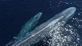 蓝鲸发出的声音为何变得日益低沉？