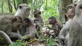 猴子平静的生活