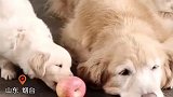 小狗咬不动整个苹果，“狗姥姥”嚼成小块后给它吃