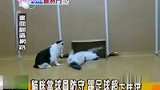 猫咪也踢世界杯 超卡哇伊猫咪足球赛-6月26日