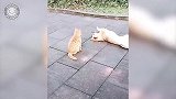 狗狗和猫咪玩耍了一会，路都不会走了，你这是要笑死我啊！