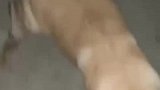 男子家住33楼，狗子叛逆从一楼开始冲刺，累成狗了