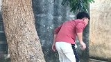 树里竟然有人
