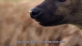 非洲人是如何驯服鬣狗的？看完他们的教育方式，佩服的五体投地！