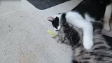 你这两只小猫咪在玩啥哦看这蠢萌的样子，都想抱回家！