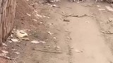 这水缸好坚强呀，这么高的地方摔下来都没碎！