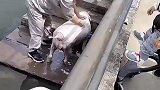 除了头像狗，其他地方像猪