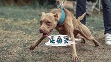 犬界泰森，斗犬中的天花板，传说敢和老虎拼命，他就是比特犬