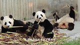小熊猫吃得太圆，被饲养员逼着运动，网友：练家子啊