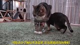 自信的猫咪钻鱼缸，咋看咋有点别扭呢，太搞笑了