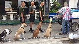 狗被遗弃饿成一副骨架，好心男子收养，2个月后的变化让人惊喜