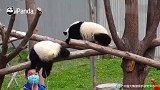 这就是被嫌弃的“糟糠之熊”吗？