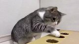 猫咪第一次玩打地鼠游戏，铲屎官都惊呆了，场面笑爆了