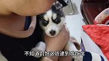 哈士奇小奶狗偷吃馒头吓坏主人，被男子教训后，狗狗委屈得想哭