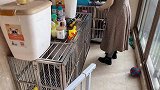 金毛听说要去草原，兴奋得把六十斤的体重都压在了铲屎官的身上！