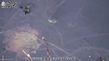 蜻蜓1年可捕捉10万只蚊子，如今因油炸好吃，成了人类的食物