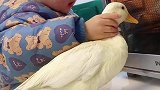 鸭子抢宝宝东西，给你看烤鸭