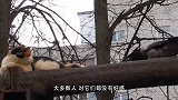 乌鸦胆大包天，作死招惹猫头鹰，镜头记录全过程