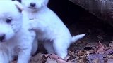 一窝流浪小奶狗只能住山洞取暖，狗妈妈给好心人引路救崽