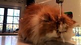 波斯猫只想喝口水而已，怎么就这么难呢