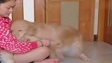 嫉妒使金毛面目全非