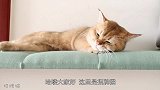 教我爸给猫刷牙，爸：宝贝你感动吗？猫：不敢动不敢动