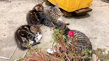 3坨小可爱：当公猫母爱泛滥的时间，就没母猫什么事了！