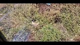 高速路下面发现一只流浪狗瘦的皮包骨头，饿的掉到沟里无力上来