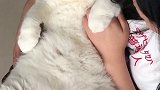 捧你在手心，软绵绵的胖子肥猫你好2020
