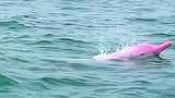 粉色海豚太稀有了，我此生能亲眼见到么