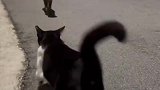 猫咪都是用尾巴表达爱吗