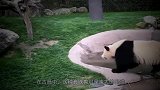 为啥熊猫咬人后会绝食？因为内疚吗？饲养员告诉你原因！