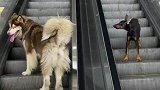 当你有两个特别倔的狗狗，上楼下楼都不走寻常路