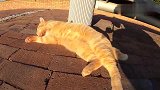 黄昏时分就应该撸上一只肥美的野生橘黄色胖猫来应景～