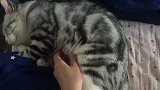肥猫睡熟之后跟猪一样，怎么撸都撸不醒