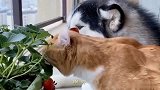 二哈带大的两只猫咪渐渐二哈化，二哈的影响力真是绝了！