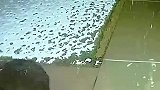 动物的疑惑行为，小熊在大雪中翩翩起舞