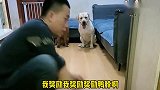 狗狗老四和小迷糊同台比赛，爷俩心不在焉，都不在状态！