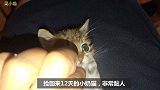 捡来的狸花小奶猫，圆圆的大眼睛长长的胡子，软萌可爱，非常黏人