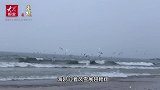 白雪覆盖沙滩,海鸥浪尖起舞!看,这是雪中烟台的海边