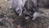 公园也有好多修沟的修狗！