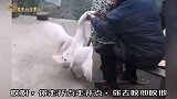 四川方言：紧凑型家养土狗