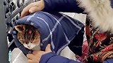 流浪的三花猫遇上了好心人，希望它往后余生幸福快乐