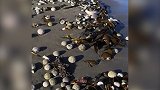 生态灾难！俄罗斯远东海洋生物尸体遍布沙滩，水中石油产品超标