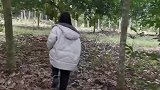 找到一个好东西看看是什么