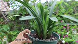 夏季给兰花浇水，别浇到这个“器官”，几天时间就要命