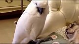 鹦鹉亲了猫一口，被猫发现，扭头装无辜，原来这是叫真爱