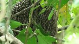 野外树上的蜜蜂窝，农村小伙一根香烟就能搞定，厉害了