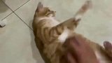 在橘猫不愿意的情况下强行撸猫会有什么后果？小心它表演百米跨栏