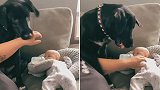 美国一狗狗细心“守卫”三个月大女婴，禁止主人触摸